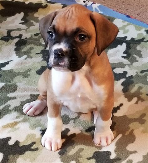 He is getting older but is still very active, and will need room to run or someone that will take him for walks/runs. . Boxer puppies on craigslist